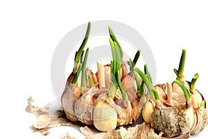 Germinate garlic