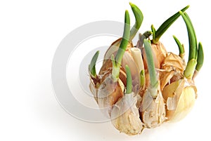 Germinate garlic