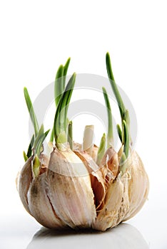 Germinate garlic