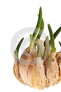 Germinate garlic