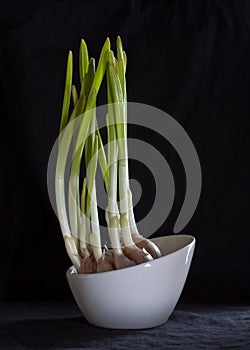 Germinate Garlic