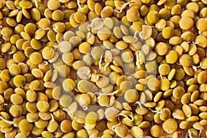 Germinate lentil on wooden background, health food, legume