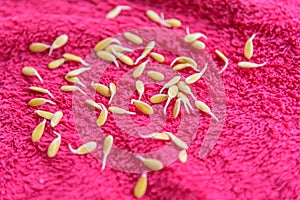 Germinate melon Seed