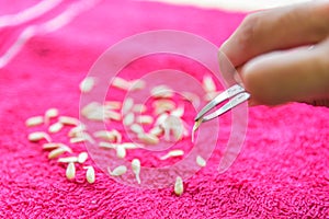 Germinate melon Seed on pink cloth