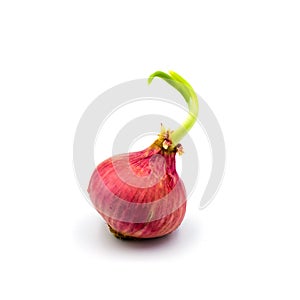 Germinate onion red isolated on the white background