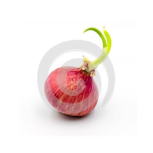 Germinate onion red isolated on the white background