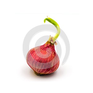 Germinate onion red isolated on the white background