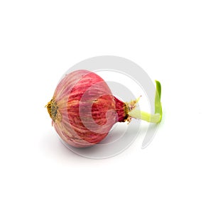 Germinate onion red isolated on the white background