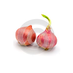 Germinate onion red isolated on the white background