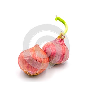 Germinate onion red isolated on the white background