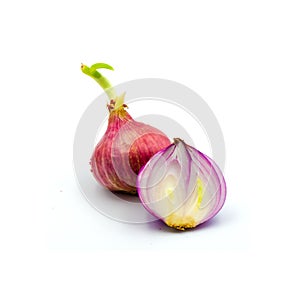 Germinate onion red isolated on the white background photo