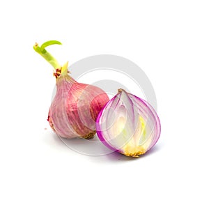 Germinate onion red isolated on the white background