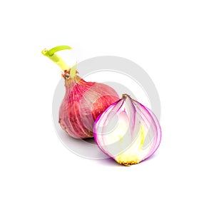 Germinate onion red isolated on the white background