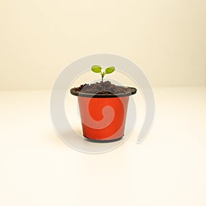 Germinate the plant in a used coffee capsule. Capsules for espresso coffee. BIO-coffee, compostable capsules.