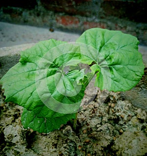 The germinate plant is very nice natural