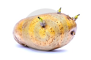 Germinate potato