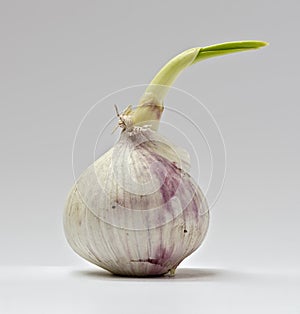 Germinated chinese garlic #2