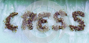 Sprouting Letters Formed by Tiny Cress Green Shoots photo