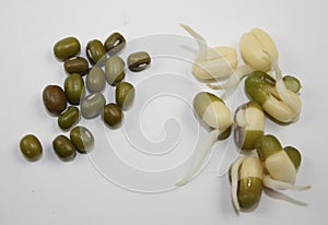Germinated and dry mung bean pieces comparsion on white background photo