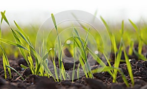 Germinated grain of wheat or barley in the field. Cultivation of crops. Green leaves of grass growing in the soil