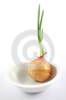 Germinated onion in white blow
