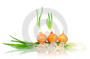Germinated onions
