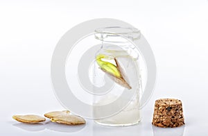 A germinated pumpkin seed inside a glass jar isolated