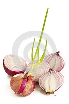 Germinated red onion
