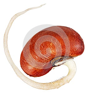 Germinated seed, young sprout, isolated on white background