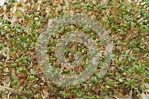 Naklíčených semena z zahrada řeřicha 