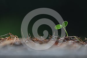 Germinated seeds of life and green sprouts, water droplets on young cotyledons, and nature