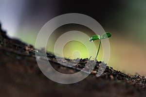 Germinated seeds and water droplets on green sprout cotyledons and nature and life