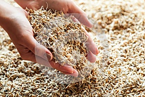 Germinated seeds of wheat