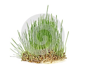 Germinated seeds of wheat isolated on white background. Healthy lifestyle. Natural food. Vegan and healthy eating concept