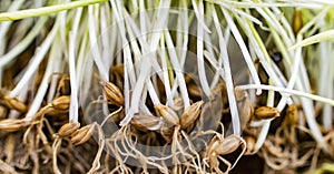 Germinated sprouts of barley grass