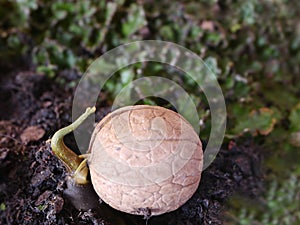 Germinated walnut