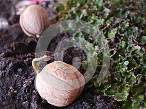 Germinated walnut