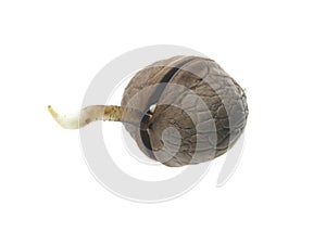 Germinated walnut