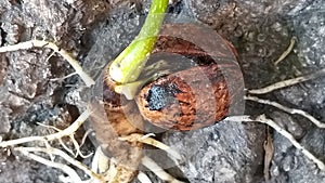 Germinated walnut seed