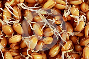 Naklíčených pšenice zrna 