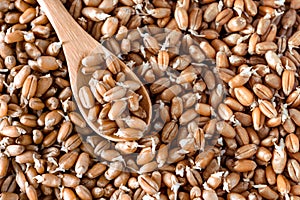 Germinated wheat in a spoon