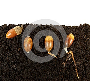 Germinating acorns photo