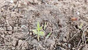 Germinating azadirachta indica  Neem plant from ground