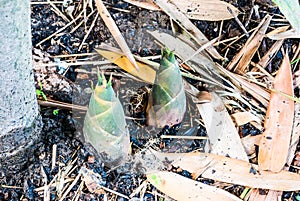 Germinating of Bamboo Shoot on Ground