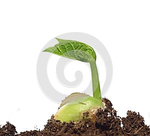 Germinating bean
