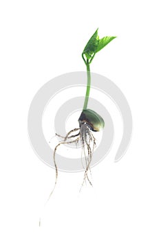 Germinating bean