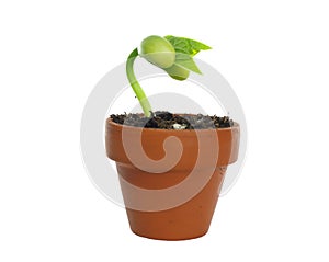 Germinating bean