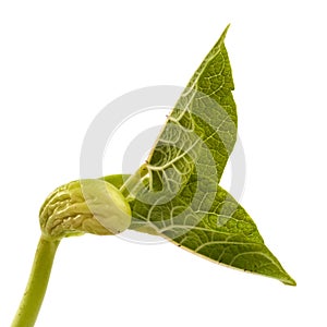 Germinating bean seed