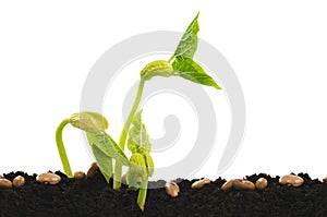 Germinating bean seed photo