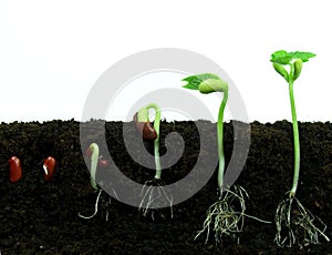 Germinazione fagioli semi 